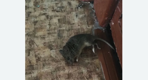 Дезинфекция от мышей в Костомукше